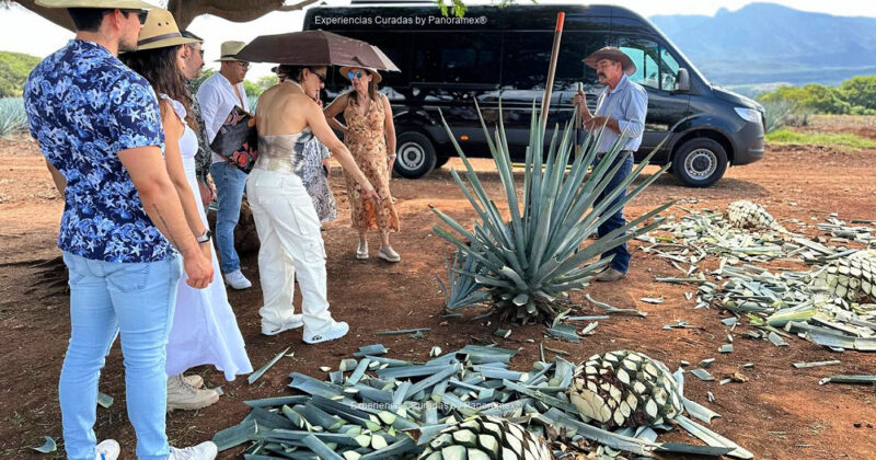 Top-rated tequila tour companies offering exclusive experiences