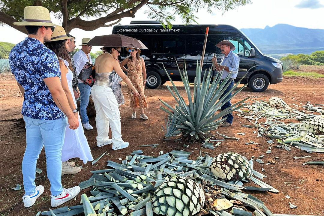 Top-rated tequila tour companies offering exclusive experiences in Mexico
